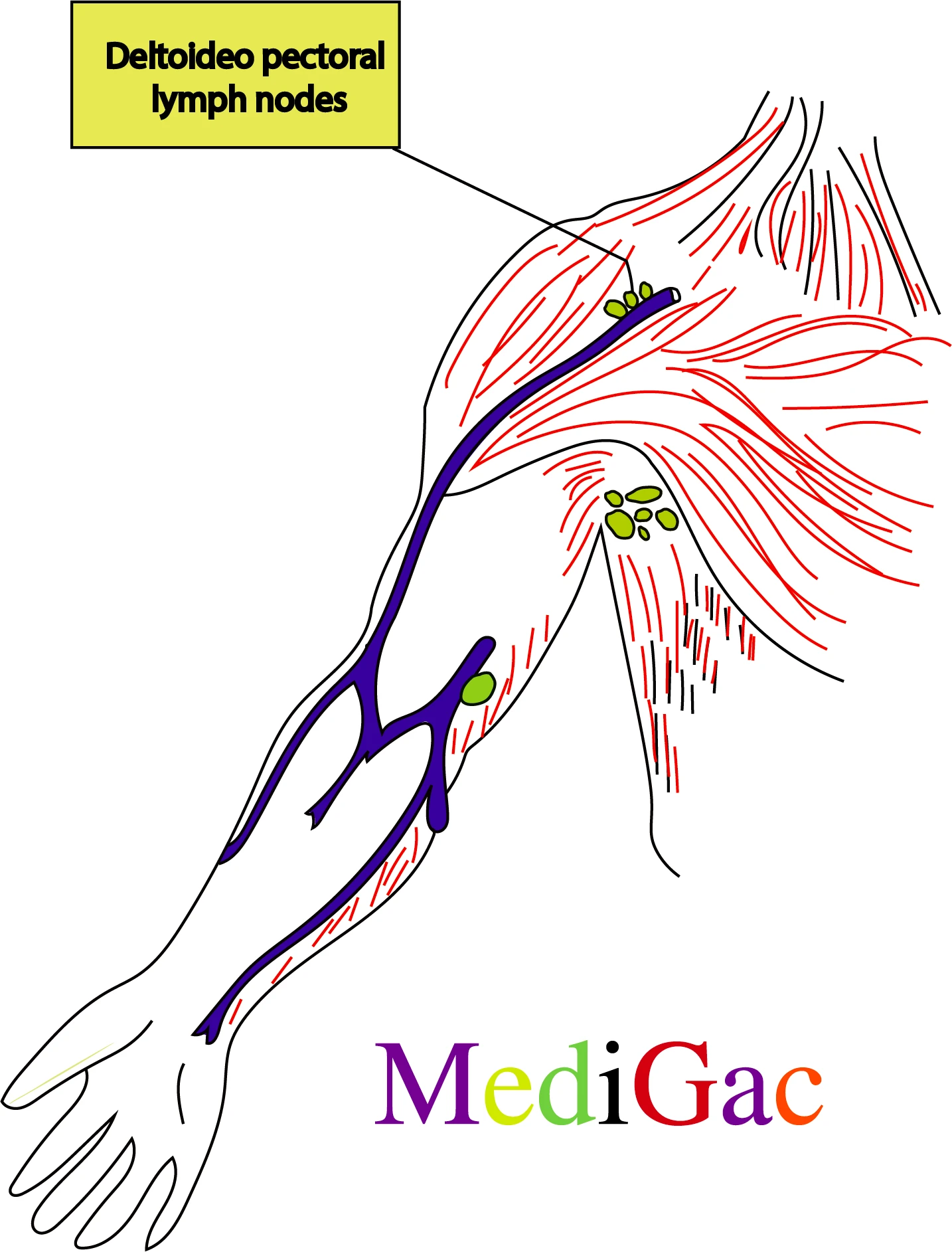 Deltoideopectoral lymph nodes